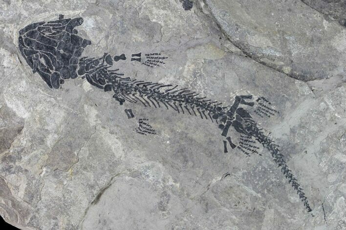 Discosauriscus (Early Permian Reptiliomorph) - Czech Republic #76376